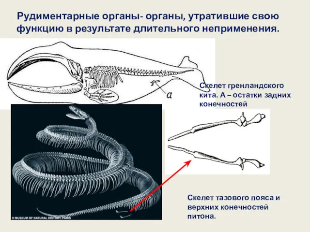 Рудиментарные органы- органы, утратившие свою функцию в результате длительного неприменения.