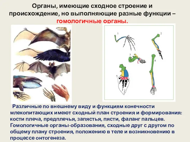 Органы, имеющие сходное строение и происхождение, но выполняющие разные функции