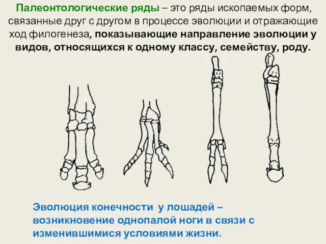 Палеонтологические ряды – это ряды ископаемых форм, связанные друг с