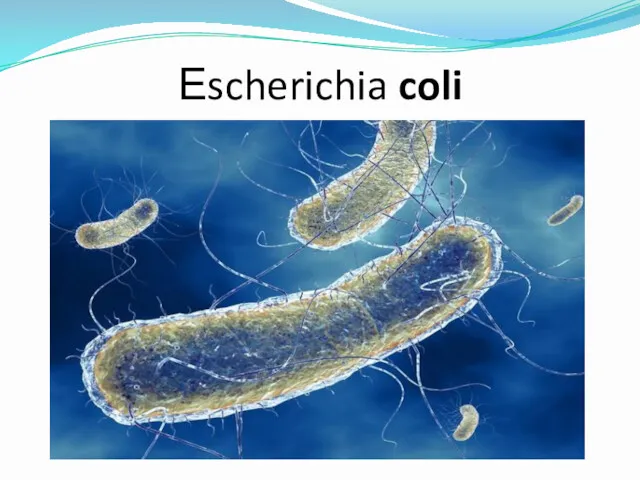 Еscherichia coli