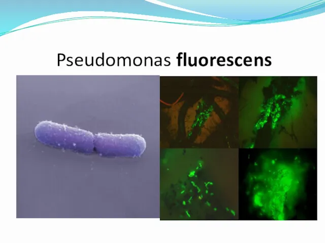 Pseudomonas fluorescens