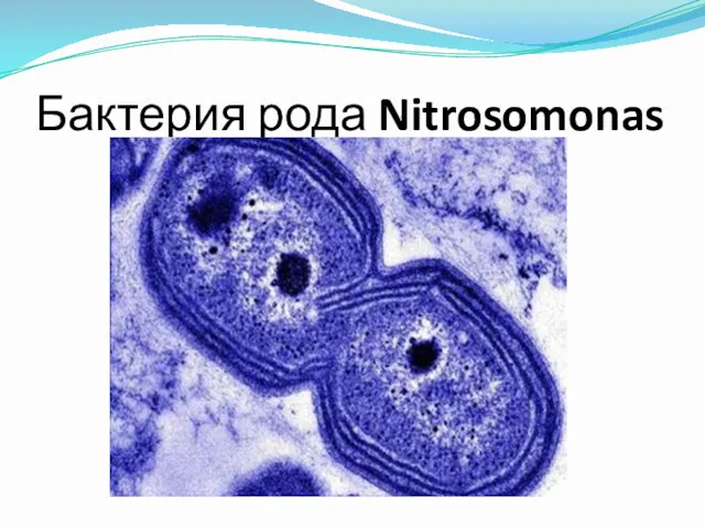 Бактерия рода Nitrosomonas
