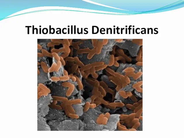 Thiobacillus Denitrificans