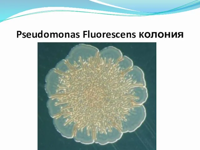 Pseudomonas Fluorescens колония