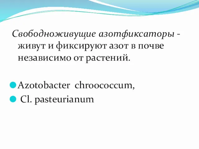 Свободноживущие азотфиксаторы - живут и фиксируют азот в почве независимо от растений. Azotobacter chroococcum, Cl. pasteurianum