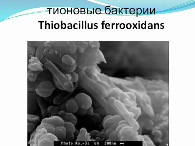 тионовые бактерии Thiobacillus ferrooxidans