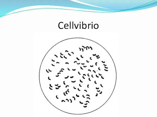 Cellvibrio