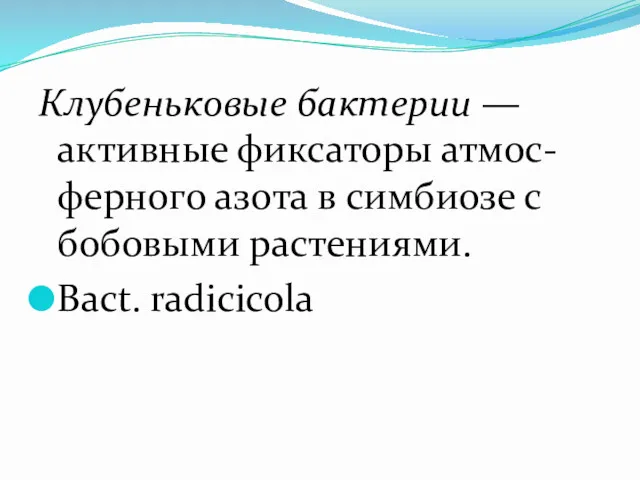 Клубеньковые бактерии — активные фиксаторы атмос-ферного азота в симбиозе с бобовыми растениями. Bact. radicicola