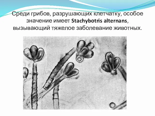 Среди грибов, разрушающих клетчатку, особое значение имеет Stachybotris alternans, вызывающий тяжелое заболевание животных.