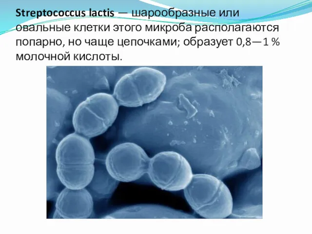 Streptococcus lactis — шарообразные или овальные клетки этого микроба располагаются