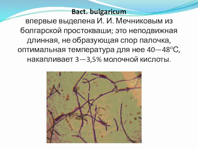 Bact. bulgaricum впервые выделена И. И. Мечниковым из болгарской простокваши;