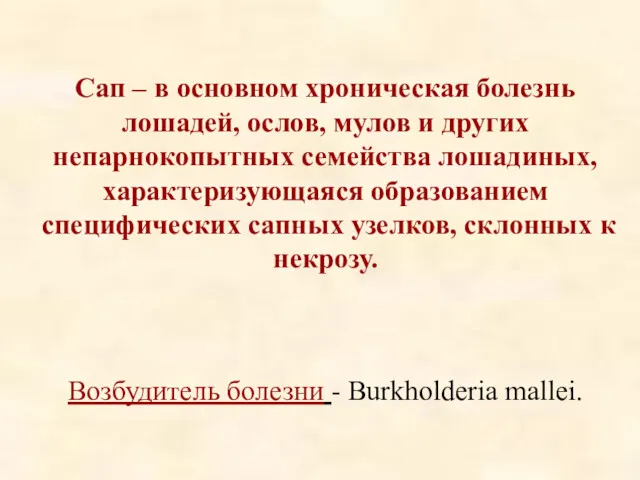 Сап – в основном хроническая болезнь лошадей, ослов, мулов и