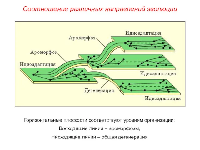 Горизонтальные плоскости соответствуют уровням организации; Восходящие линии – ароморфозы; Нисходящие