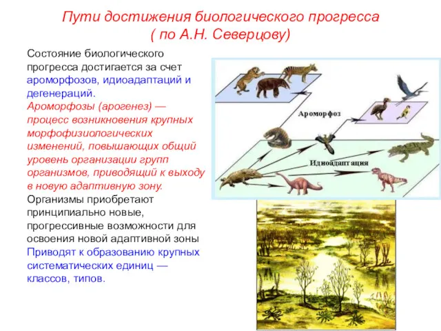 Состояние биологического прогресса достигается за счет ароморфозов, идиоадаптаций и дегенераций.