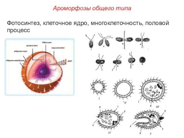 Фотосинтез, клеточное ядро, многоклеточность, половой процесс Ароморфозы общего типа