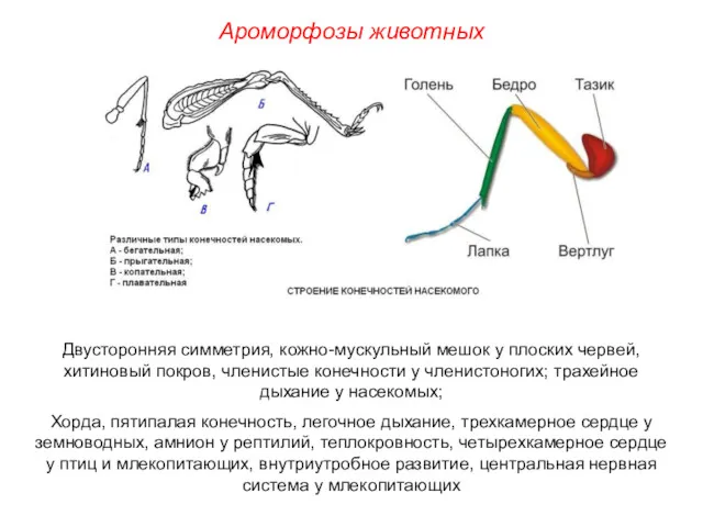 Ароморфозы животных Двусторонняя симметрия, кожно-мускульный мешок у плоских червей, хитиновый