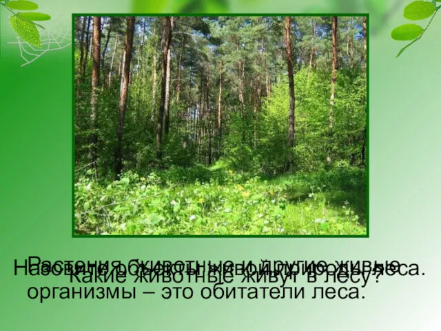 Назовите объекты живой природы леса. Растения, животные и другие живые