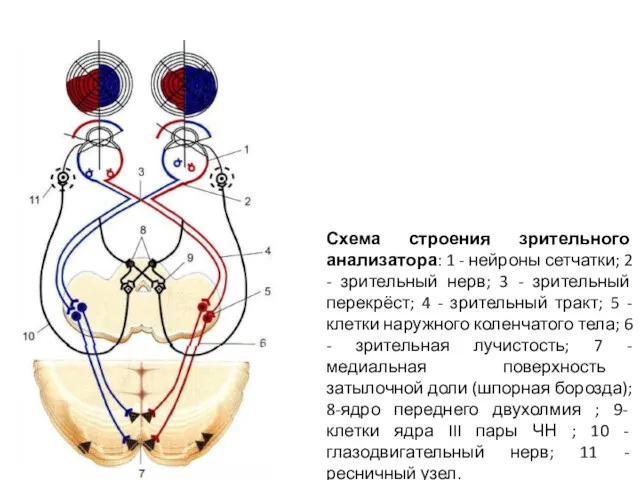 Схема строения зрительного анализатора: 1 - нейроны сетчатки; 2 -