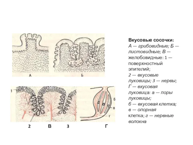 2 В 3 Г Вкусовые сосочки: А — грибовидные; Б