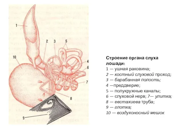 Строение органа слуха лошади: 1 — ушная раковина; 2 —