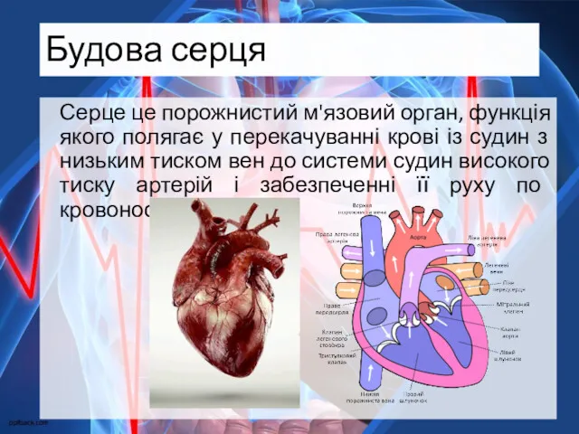 Будова серця Серце це порожнистий м'язовий орган, функція якого полягає у перекачуванні крові