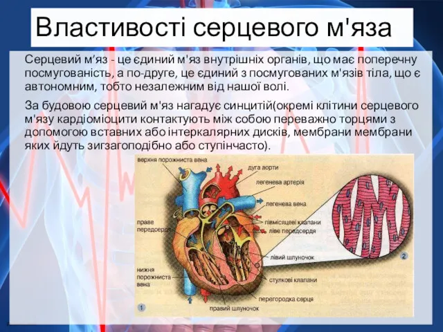 Властивості серцевого м'яза Серцевий м’яз - це єдиний м'яз внутрішніх