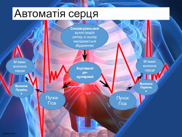 Автоматія серця Синоатріальний вузол (водій ритму, в ньому зароджується збудження)