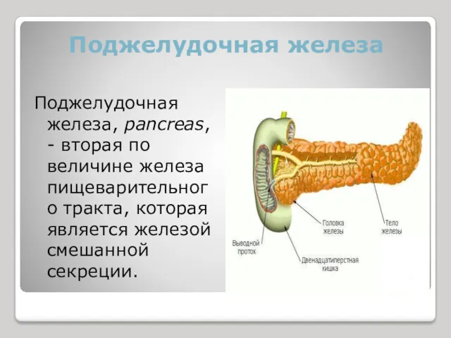 Поджелудочная железа Поджелудочная железа, pancreas, - вторая по величине железа