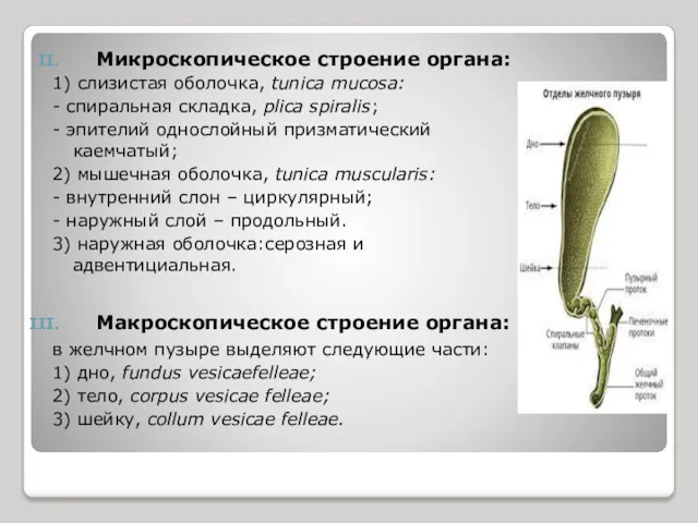 Микроскопическое строение органа: 1) слизистая оболочка, tunica mucosa: - спиральная