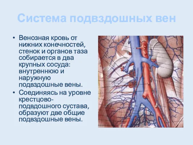 Система подвздошных вен Венозная кровь от нижних конечностей, стенок и