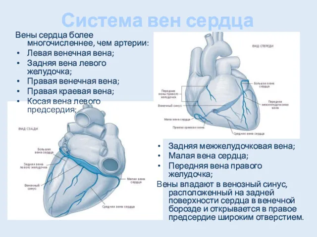 Система вен сердца Вены сердца более многочисленнее, чем артерии: Левая