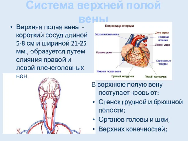Система верхней полой вены Верхняя полая вена - короткий сосуд