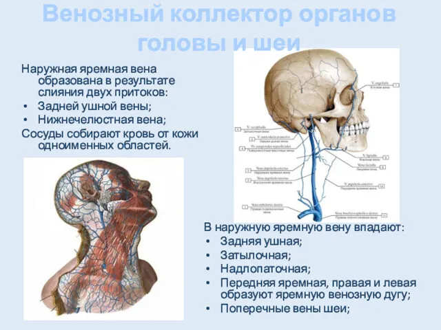 Венозный коллектор органов головы и шеи Наружная яремная вена образована