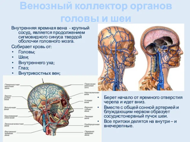 Венозный коллектор органов головы и шеи Внутренняя яремная вена -