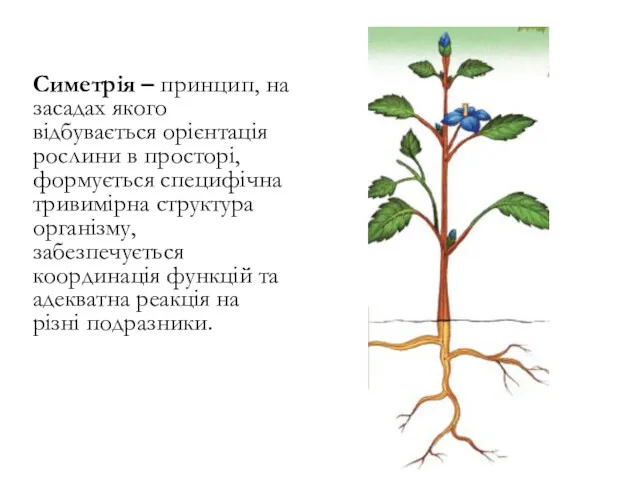 Симетрія – принцип, на засадах якого відбувається орієнтація рослини в просторі, формується специфічна