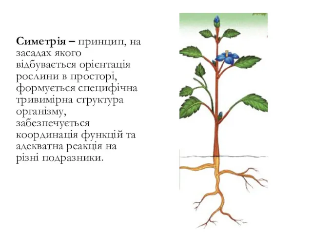 Симетрія – принцип, на засадах якого відбувається орієнтація рослини в