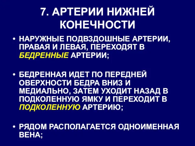 7. АРТЕРИИ НИЖНЕЙ КОНЕЧНОСТИ НАРУЖНЫЕ ПОДВЗДОШНЫЕ АРТЕРИИ, ПРАВАЯ И ЛЕВАЯ, ПЕРЕХОДЯТ В БЕДРЕННЫЕ