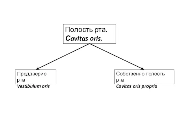 Полость рта. Сavitas oris. Собственно полость рта Cavitas oris propria Преддверие рта Vestibulum oris