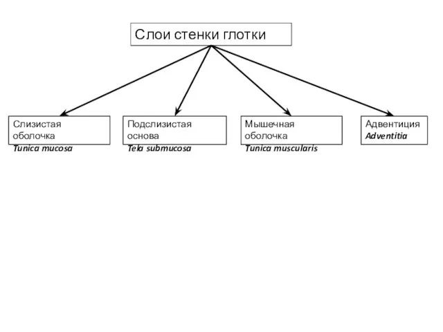 Слои стенки глотки Слизистая оболочка Tunica mucosa Подслизистая основа Tela