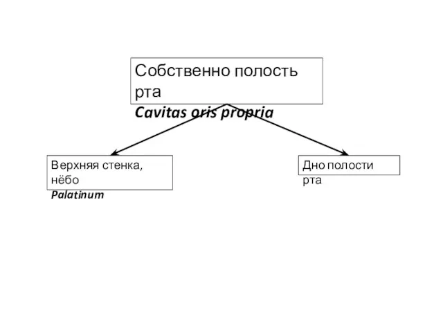 Собственно полость рта Cavitas oris propria Дно полости рта Верхняя стенка, нёбо Palatinum