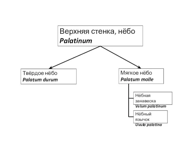 Верхняя стенка, нёбо Palatinum Мягкое нёбо Palatum molle Твёрдое нёбо