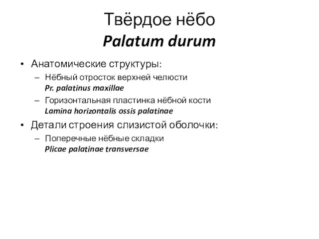 Твёрдое нёбо Palatum durum Анатомические структуры: Нёбный отросток верхней челюсти