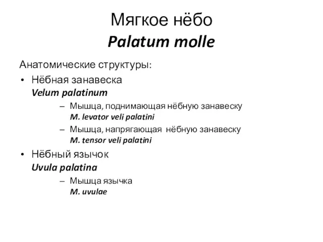 Мягкое нёбо Palatum molle Анатомические структуры: Нёбная занавеска Velum palatinum