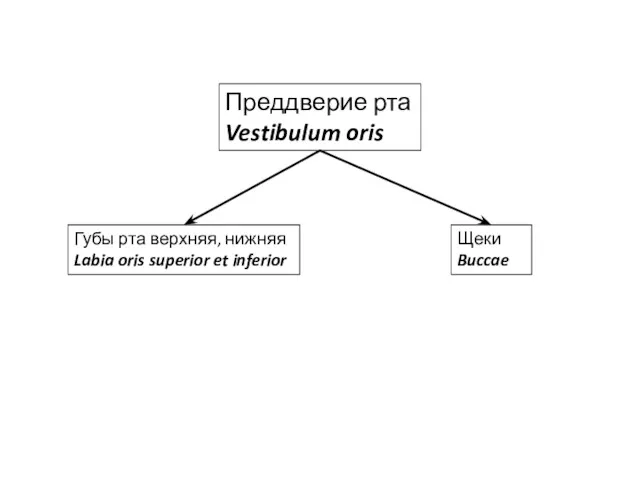 Преддверие рта Vestibulum oris Щеки Buccae Губы рта верхняя, нижняя Labia oris superior et inferior