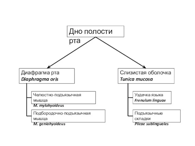 Дно полости рта Слизистая оболочка Tunica mucosa Диафрагма рта Diaphragma