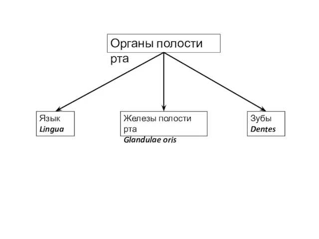 Органы полости рта Язык Lingua Железы полости рта Glandulae oris Зубы Dentes