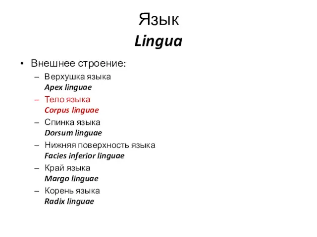Язык Lingua Внешнее строение: Верхушка языка Apex linguae Тело языка