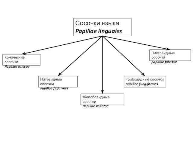 Сосочки языка Papillae linguales Конические сосочки Papillae conicae Нитевидные сосочки