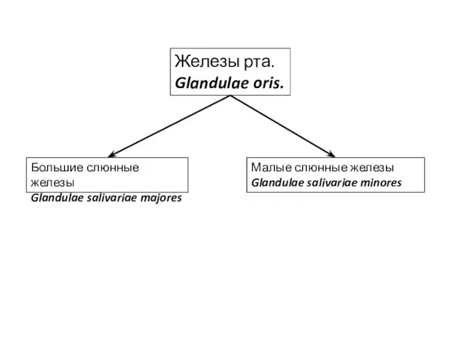 Железы рта. Glandulae oris. Большие слюнные железы Glandulae salivariae majores Малые слюнные железы Glandulae salivariae minores