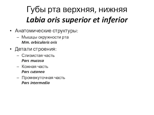 Губы рта верхняя, нижняя Labia oris superior et inferior Анатомические